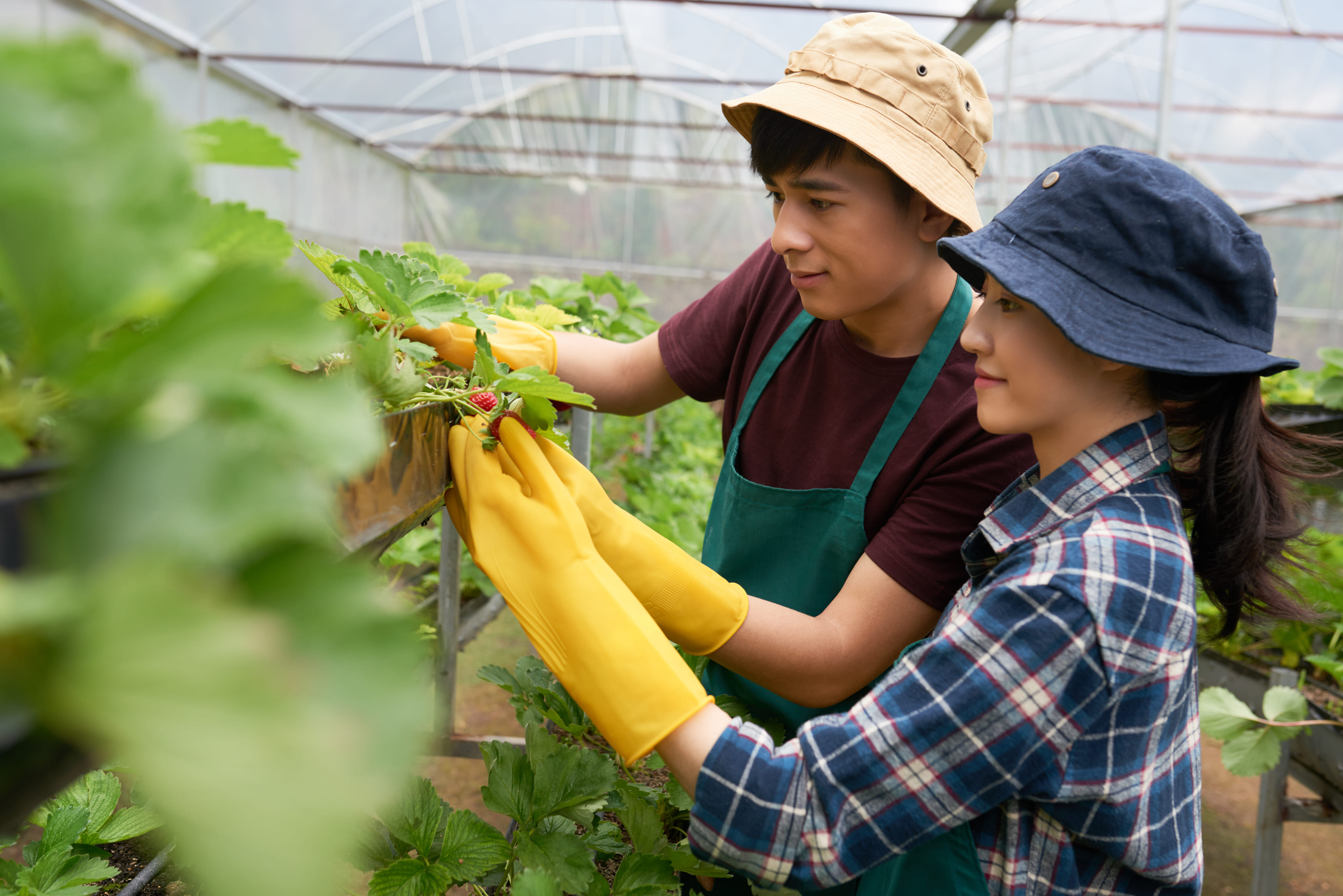 Agriculture