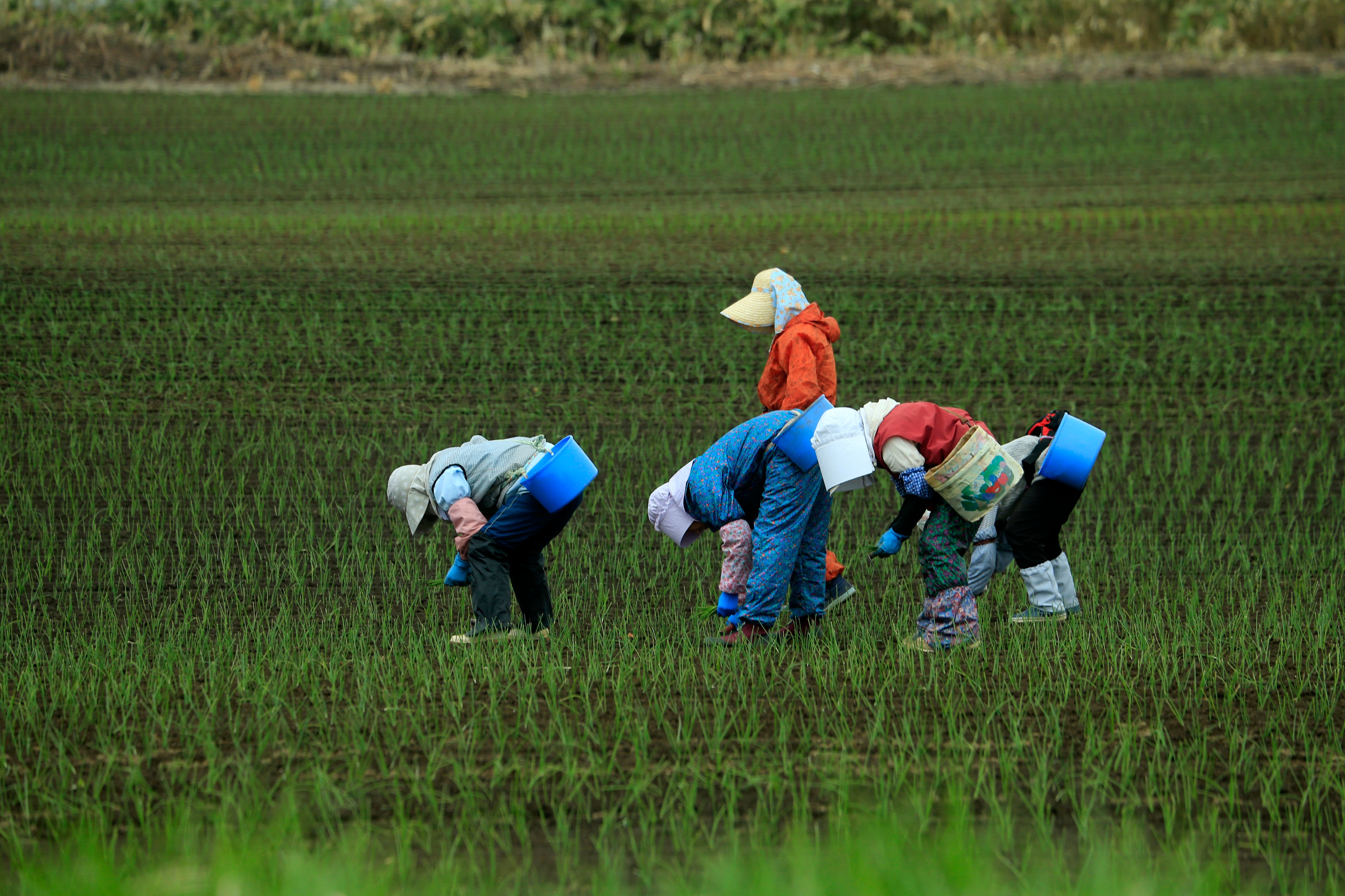 Agriculture